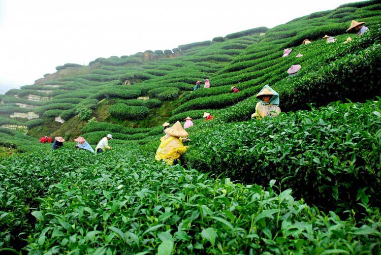 beautiful Tea Garden of darjeeling